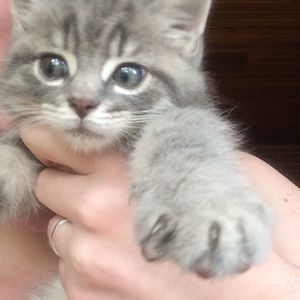 Meet your Posher, Isabel